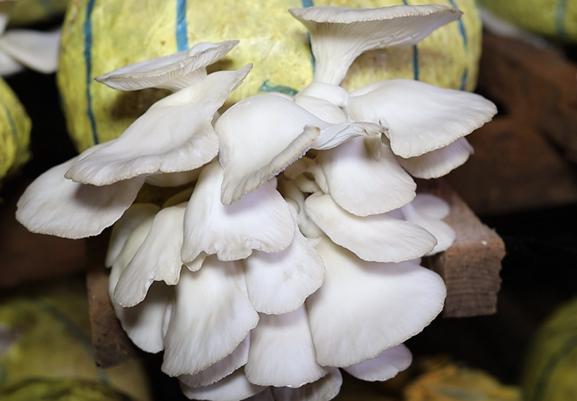 La culture des champignons (myciculture)