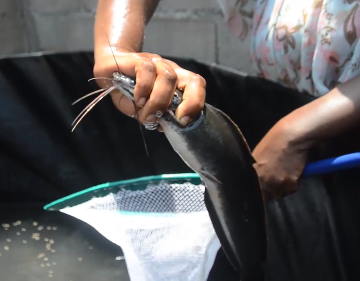 La pisciculture hors sol